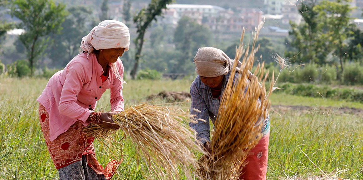 प्रदेश १ ले अवलम्बन गर्‍यो ‘संरक्षित कृषि, सुरक्षित बचत’ नीति